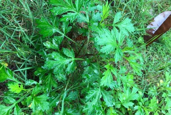 春季艾草美食(用嫩的艾草怎么做美食)图2