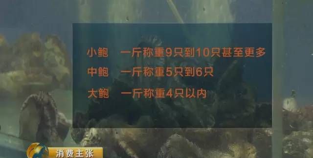 鲍鱼怎么挑选才是正确的图5