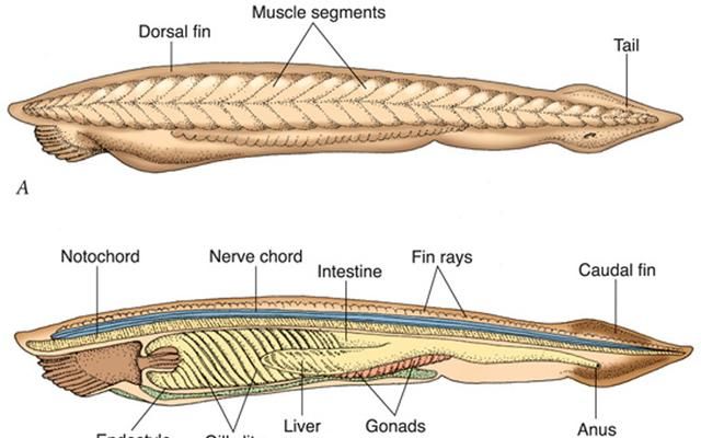 没头，没心脏，没骨头，味道还鲜美，文昌鱼是怎样活5亿年的？