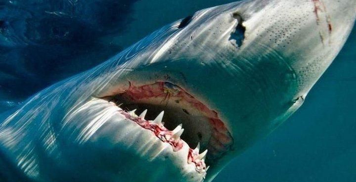 在海上发现巨型大白鲨会咋样图2