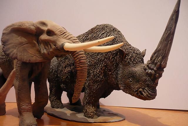 2米长的角，8吨的体重，史上最大犀牛的进化史，我国科学家搞懂了