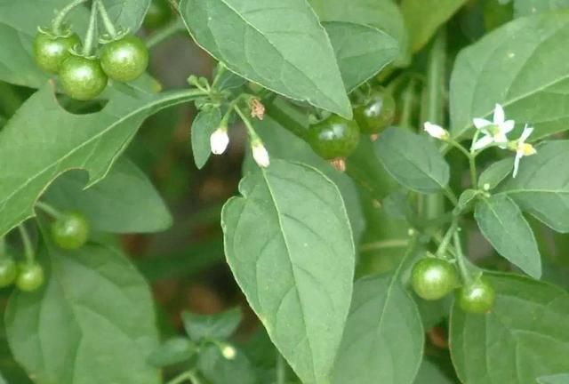 农村随处可见的龙葵菜，常采来当野菜吃，但它有毒，食用时要注意