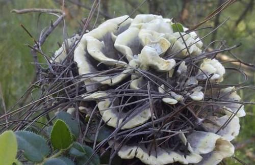 适合油炸保存的野生菌