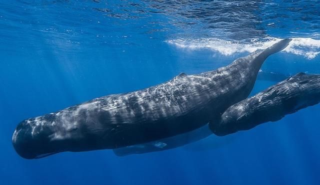 抹香鲸是如何产生龙涎香的？这是世界上最奇怪自然现象之一