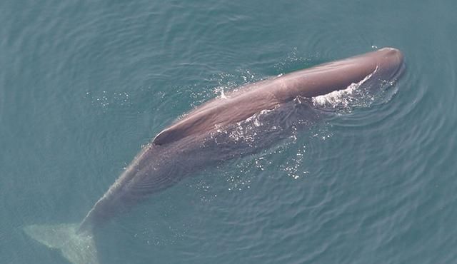 抹香鲸是如何产生龙涎香的？这是世界上最奇怪自然现象之一