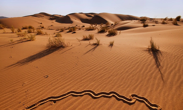 在沙漠恶劣的环境中，这种没有眼睛的动物是怎么生存的