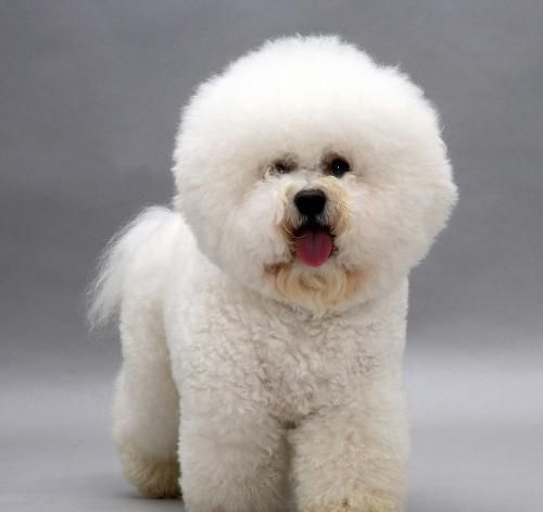《蜡笔小新》里的小白，原来是比熊犬，拥有“棉花糖”之称的狗