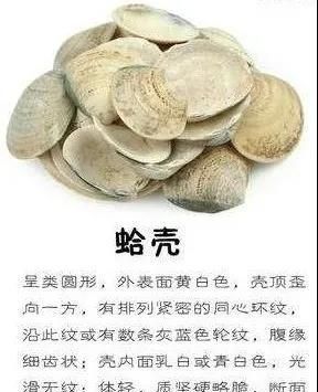 每天学习一味中药——海蛤壳