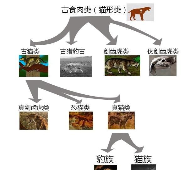 辟谣：狮子被分到犬科了？分类学上并无此结论，狮子仍属猫科