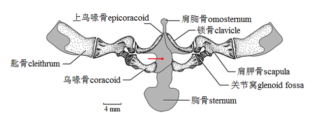 还分不清青蛙和癞蛤蟆？谁腿长，谁是青蛙！