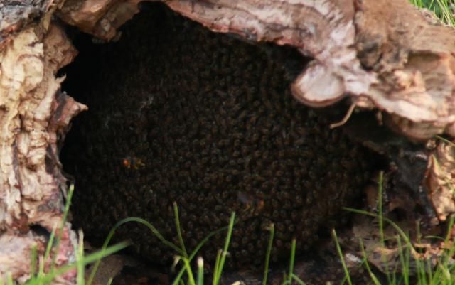 蜜蜂蜂巢是什么形状？人工饲养和野生蜜蜂蜂巢又有何区别？