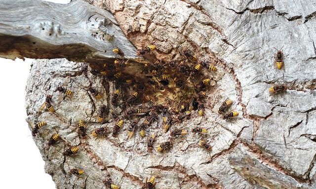 蜜蜂蜂巢是什么形状？人工饲养和野生蜜蜂蜂巢又有何区别？