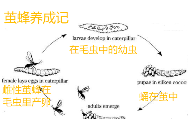 毛毛虫的另一个天敌能控制毛虫成为“僵尸虫”！这么厉害？