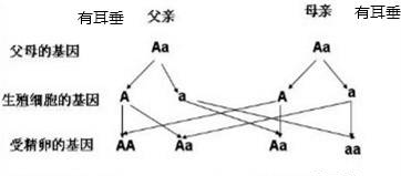 2023—2024学年人教版八年级生物上册期末试卷（含答案解析）