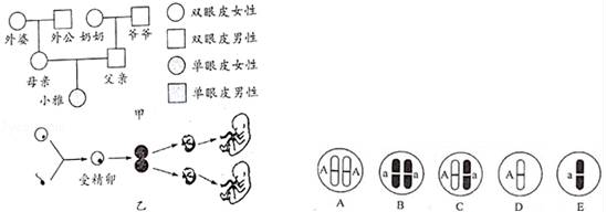 2023—2024学年人教版八年级生物上册期末试卷（含答案解析）