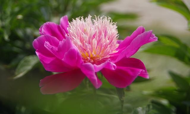 象征爱情的花，不只有玫瑰花，这4种“爱情花”，你了解吗？